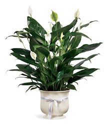 FTD Comfort Planter from Lloyd's Florist, local florist in Louisville,KY