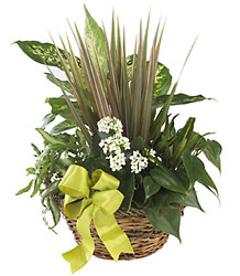 FTD Village Square Planter from Lloyd's Florist, local florist in Louisville,KY