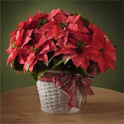 Happiest Holidays Poinsettia from Lloyd's Florist, local florist in Louisville,KY