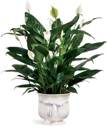 FTD Comfort Planter from Lloyd's Florist, local florist in Louisville,KY