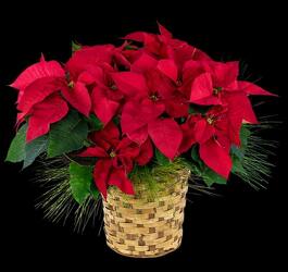 Poinsettia from Lloyd's Florist, local florist in Louisville,KY