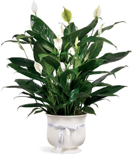 Comfort Planter