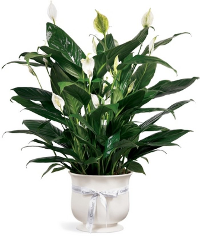 Comfort Planter