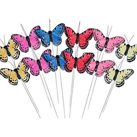 1 Butterfly Pic
